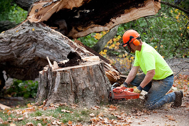 Best Stump Grinding and Removal  in Mount Hermon, CA